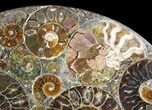 Plate Made Of Agatized Ammonite Fossils #51048-2
